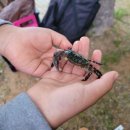 학암포자동차야영장 이미지