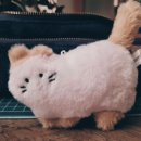🐱Fluffy🐱 이미지