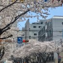 물만골역 | 연산동 애틱! 벚꽃뷰 가득한 부산 물만골역 근처 에그타르트 맛집