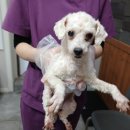 전주한들초등학교 이미지