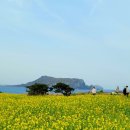 노랑제주