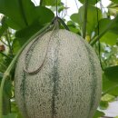 이훈농장 | [추석선물세트] 무농약 멜론을 추천합니다!