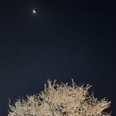 부산원동역(동해남부선) | [부산/온천천] 온천천 카페거리 온천천 벚꽃만개 부산벚꽃명소 밤벚꽃 주차 꿀팁(2025.4.4.)