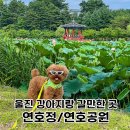 씨유울진연호공원점 | 울진 강아지랑 갈만한 곳 8월 연꽃 산책 명소 연호정 연호공원
