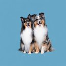 피개행개 | 츄이의삶, 26/01