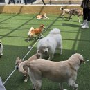 견생공감 | 전주 애견유치원 견생이 부러워지는 힐링 공간