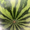 훈훈한 과일 중동 이미지