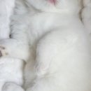 야옹의형태