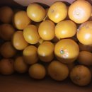 별빛촌아로니아농원 이미지