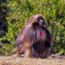 연합가축인공수정센타 | No. 1228_ 에티오피아의 유네스코 세계유산, 시미엔 국립공원(Simien National Park)