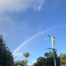 (주)칼라세상 | [호주 워홀 간호사] 행복한 3월의 기록: 나도 강아지 생겼따아! &amp; 나티 시험 &amp; 어학원?