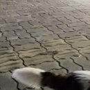 구이오