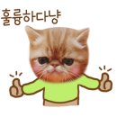 경포파인 이미지