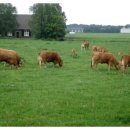 대산가축 이미지