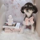 하니 그루밍( Hani Grooming) 이미지