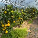 억대농장 이미지