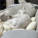 개스키라빈스 | 먹고자고먹고자고반복되는 1월