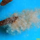 부들공원 이미지