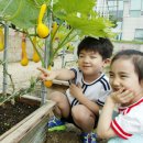 청계천변 사과 주렁주렁 이미지