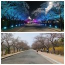 보문호반길 | 경주 벚꽃 보기 좋은 곳 보문호반길 다녀온 후기
