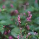 개여뀌 Persicaria longiseta (Bruijn) Kitag. 이미지