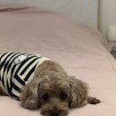 우두상회