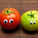 토마토헤어 이미지