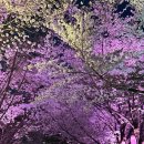 만석동 푸드마켓 2호점 | 잠실 석촌호수 벚꽃 후기 | 2026 호수벚꽃축제 정보 + 웨이브 핑크 로드 야경