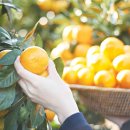 설피농장 이미지