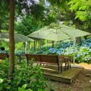 갈멜사슴농원 | 국내여름여행지 추천 보성윤제림 갈멜정원 수국꽃 예쁜 보성여행