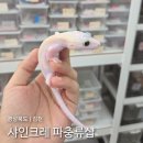 세븐일레븐 문의IC점 | [경북 파충류샵] 김천혁신도시 이색데이트 코스로 좋은 <샤인크레 파충류샵> | 김천혁신도시 아이와 가...