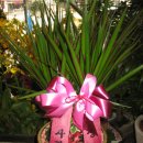 수원꽃배달-인계동선경아파트로 배송된 마지나타(영통구꽃배달,생일축하화분) 이미지
