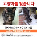 (고양이 실종신고) 서울시 강북구 인수동 속초할머니감자탕 근처 집을 나간 고양이를 찾습니다! 이미지