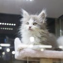 개냥이아울렛 이미지