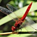 고추잠자리 이미지