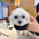 초로동물병원 이미지