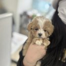 강아지분양 고양이분양 멍앤냥 수원점 | 하남강아지분양 첫시작은 멍앤냥에서