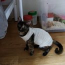 세솔동물병원 | 까도 중성화 후기(청주 행복한 동물병원)