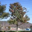 화홍초교 이미지