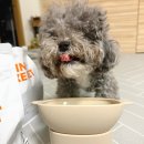 펫(PET)과 함께 | 강아지 생식, 강아지 사료, 네이버펫 바우처 혜택 :: 씽크라이크펫 큐브생식