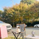 퍼피 비비드(puppy vivid) 이미지