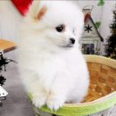 뉴독