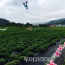 자생건강약초