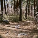 깜찍한여우 | 강아지 건강검진 비용 솔직 공개 (실제 후기)