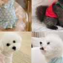 구름강아지 이미지