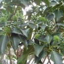 황칠사랑 이미지