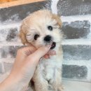 늘 함께하 개 이미지