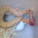 (주)알비노 이미지