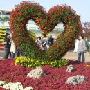 제9회 인천 드림파크 국화축제 이미지