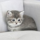 제주브리더서비스 | 문경고양이분양 우리가족에게 맞는 반려묘 찾기 도레미캣